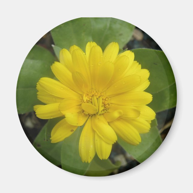 Imã Magnet Amarelo Brilhante (Frente)