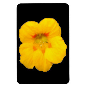 Ímã Magnet Amarelo brilhante Nasturtium Premium