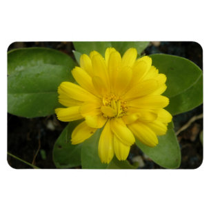 Ímã Magnet Amarelo Brilhante Premium