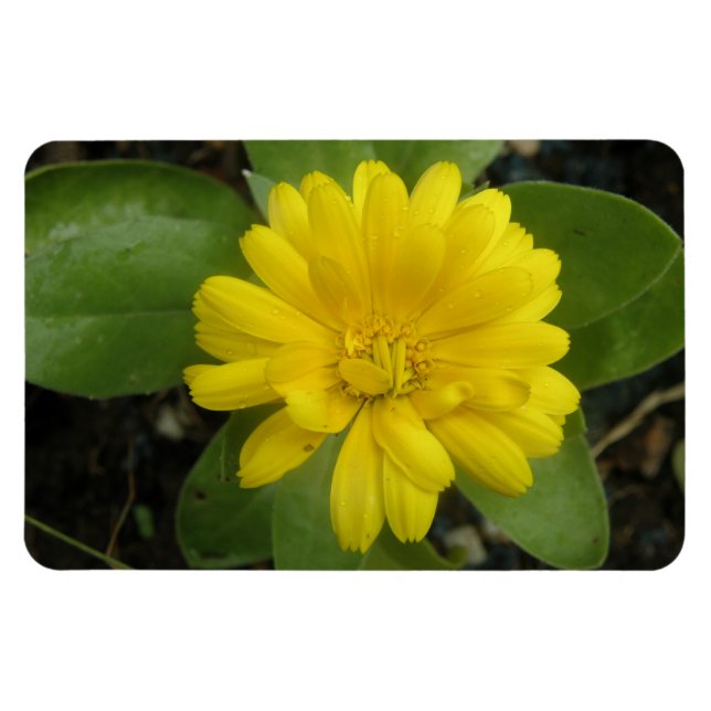 Ímã Magnet Amarelo Brilhante Premium (Horizontal)