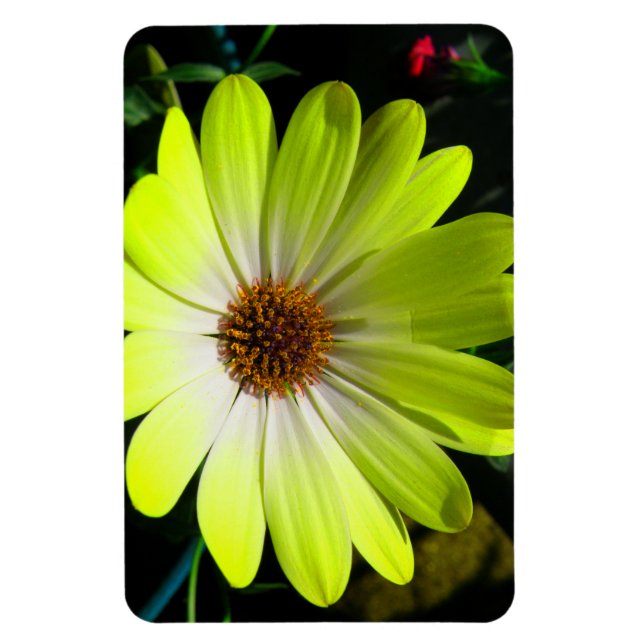 Ímã Magnet Amarelo fluorescente margarida africana (Vertical)