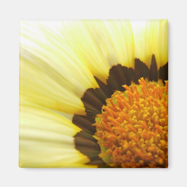 Imã Magnet Amarelo Gazania (Frente)