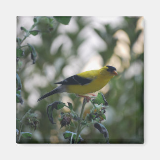 Imã Magnet Amarelo Goldfinch