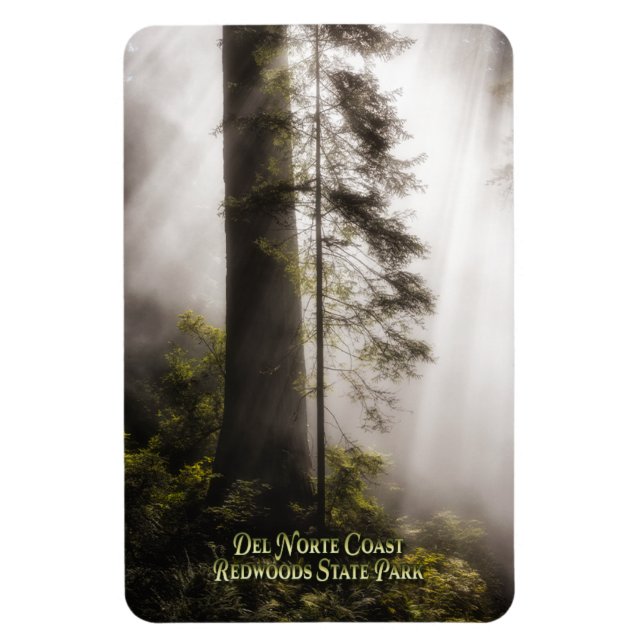 Ímã Magnet: Árvores de Sequoia, Mist e Sunbeams (Vertical)