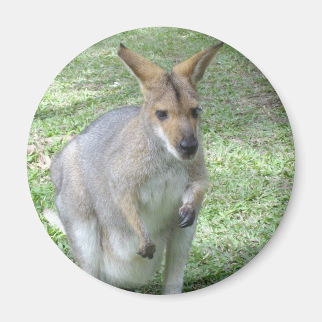 Imã Magnet australiano Wallaby (Frente)