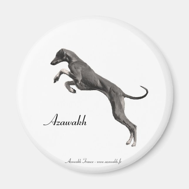 Imã MAGNET Azawakh 2 (Frente)