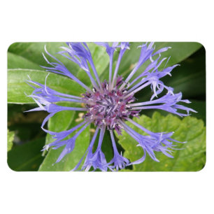 Ímã Magnet Azul de Cornflower Premium