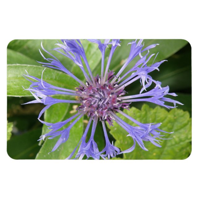 Ímã Magnet Azul de Cornflower Premium (Horizontal)