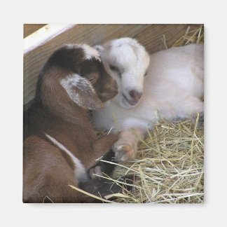 Imã Magnet ~ Baby Goat :: Love
