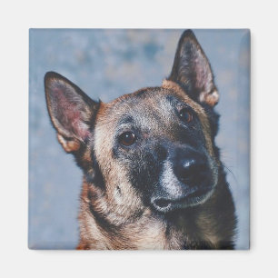 Imã Magnet belga Malinois