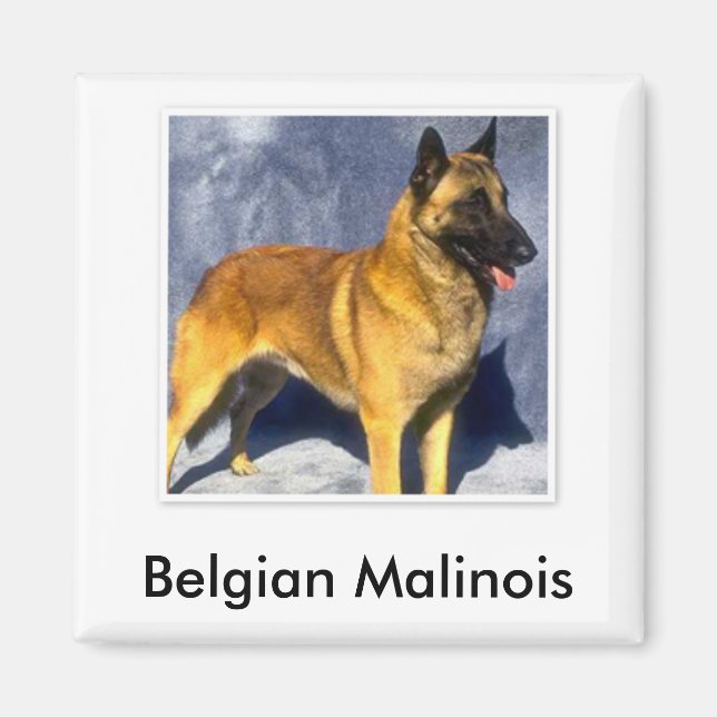 Imã Magnet belga Malinois (Frente)
