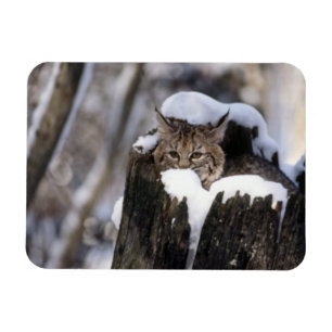 Ímã Magnet Bobcat Kitten