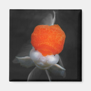 Imã Magnet Boné Vermelho Oranda Goldfish