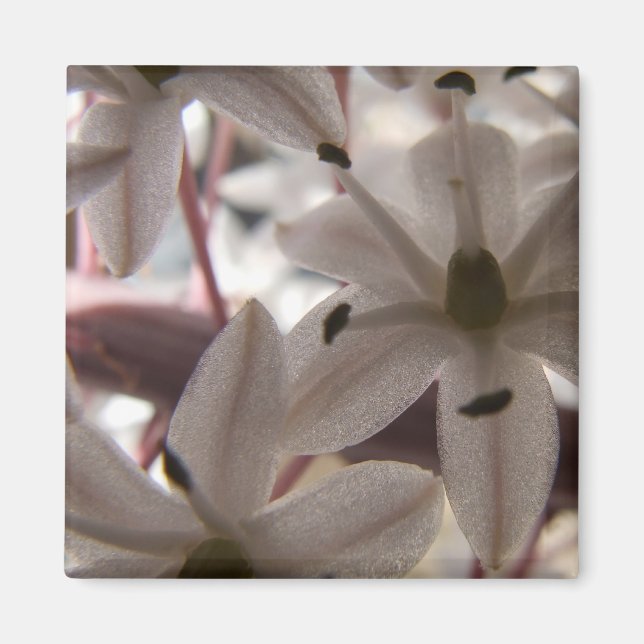 Imã Magnet bonito para Flores Claras (Frente)