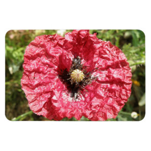 Ímã Magnet bonito Red Poppy Flower Macro Premium