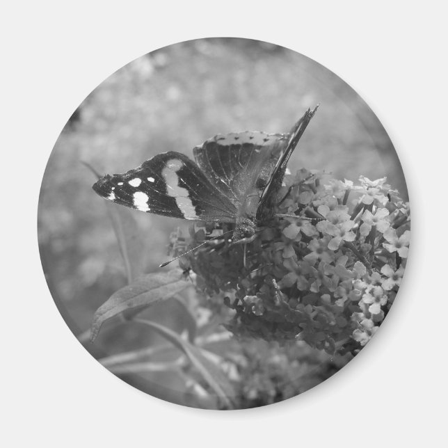 Imã Magnet - Borboleta Almirante (Frente)