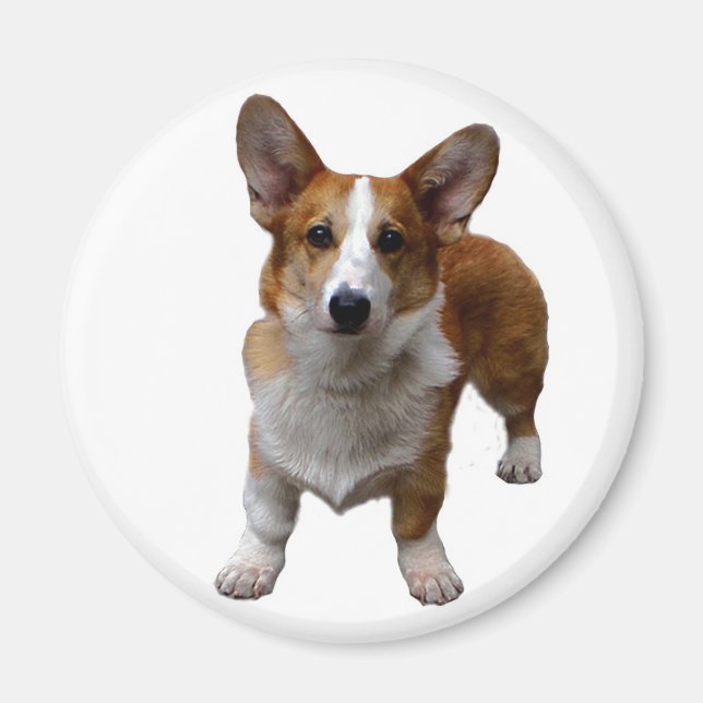 Imã MAGNET: Cachorro Corgie (Frente)