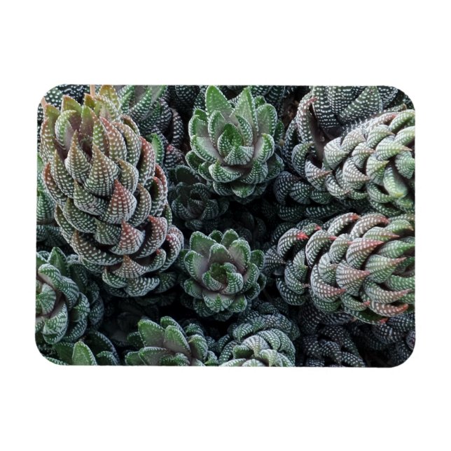 Ímã Magnet Cactus 3"x4" (Horizontal)