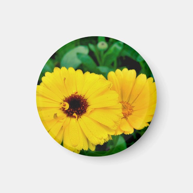 Imã Magnet Calendula Officinalis (Frente)