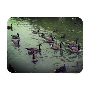 Ímã Magnet canadense de gansos e patos-reais