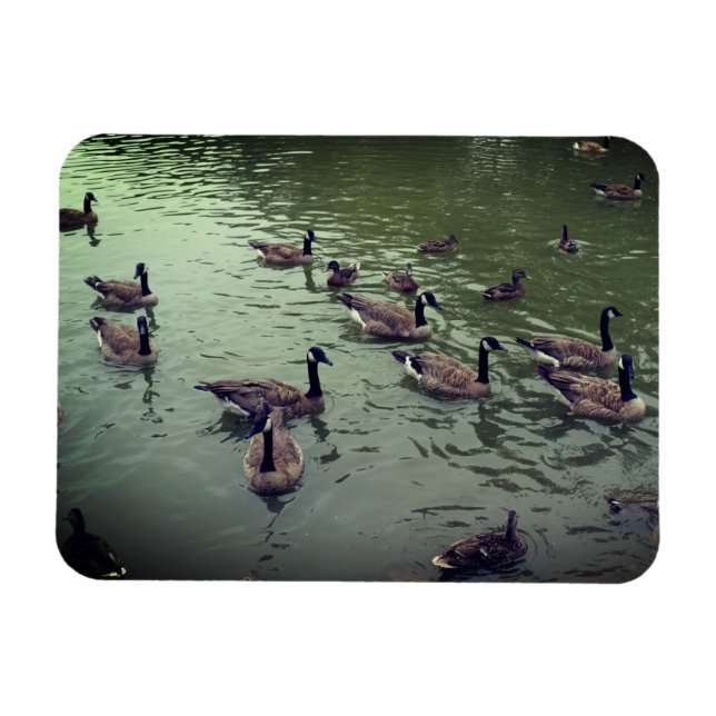 Ímã Magnet canadense de gansos e patos-reais (Horizontal)