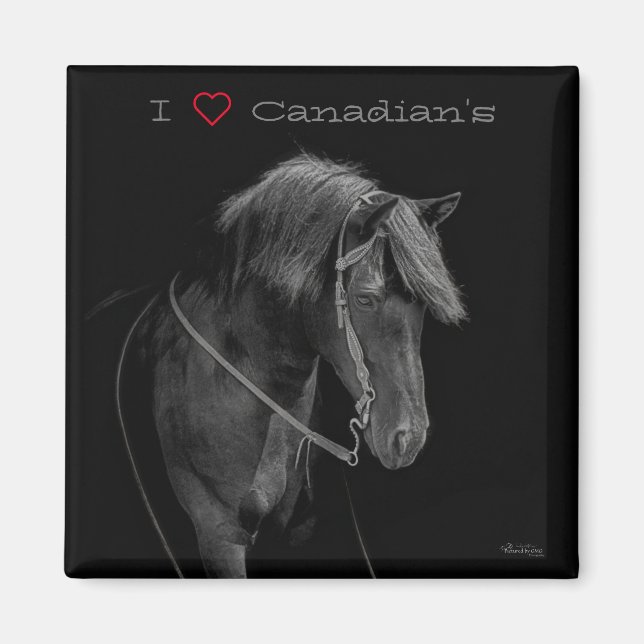 Imã Magnet Canadian Horse (Frente)