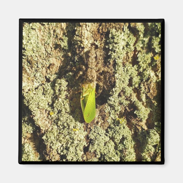 Imã Magnet - Capturado Leafhopper (Frente)