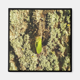 Imã Magnet - Caught Leafhopper