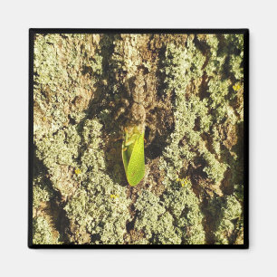 Imã Magnet - Caught Leafhopper