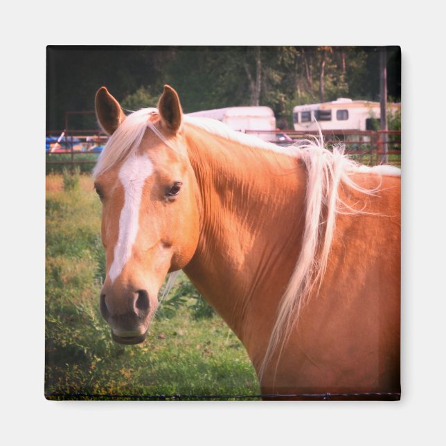 Imã Magnet Cavalo (Frente)