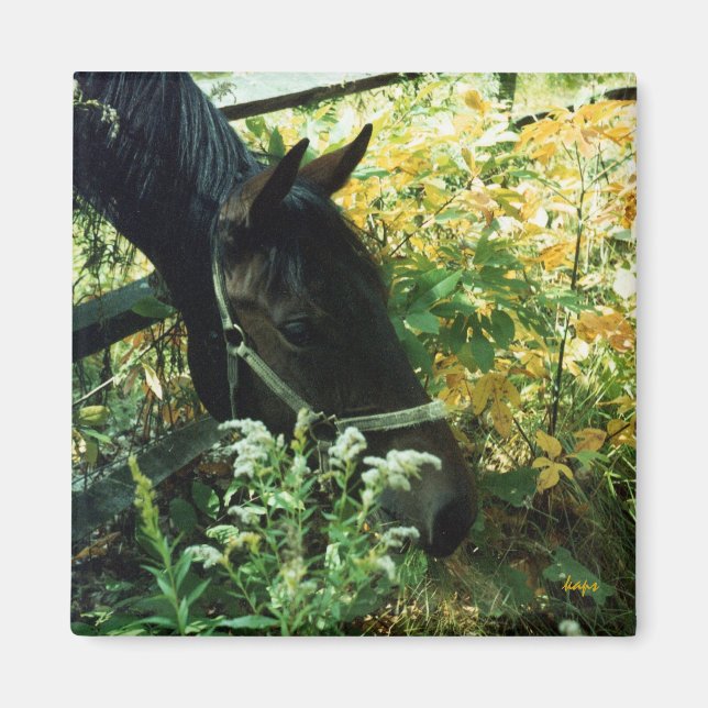 Imã Magnet Cavalo (Frente)