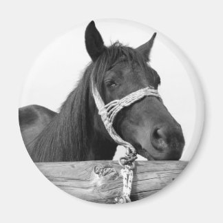 Imã Magnet Cavalo