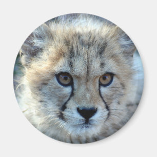 Imã Magnet-cheetah-cub10x10