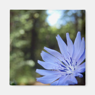 Imã Magnet Cichorium Intybus