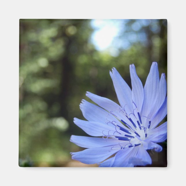 Imã Magnet Cichorium Intybus (Frente)