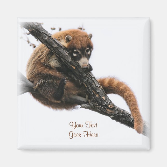 Imã Magnet: Coatimundi #5 (Quadrado) (Frente)