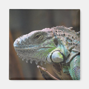 Imã Magnet com cabeça de lagarto Iguana colorido
