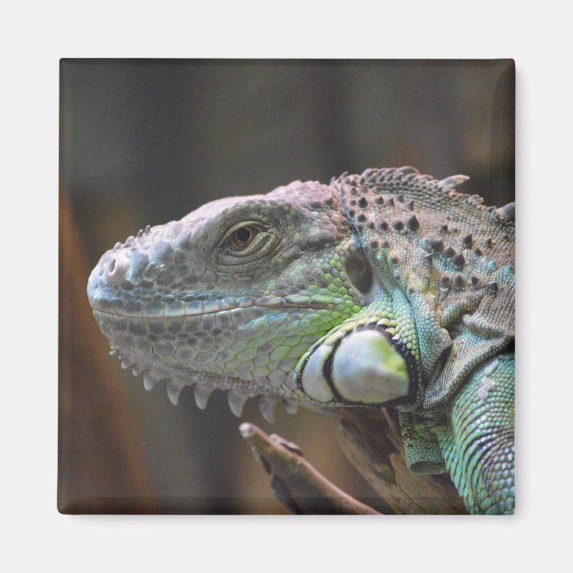Imã Magnet com cabeça de lagarto Iguana colorido (Frente)