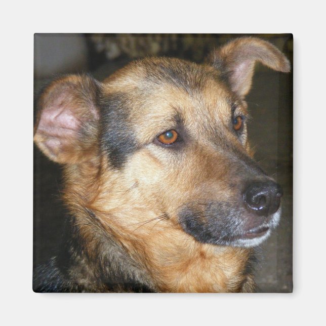 Imã Magnet com cão (Frente)