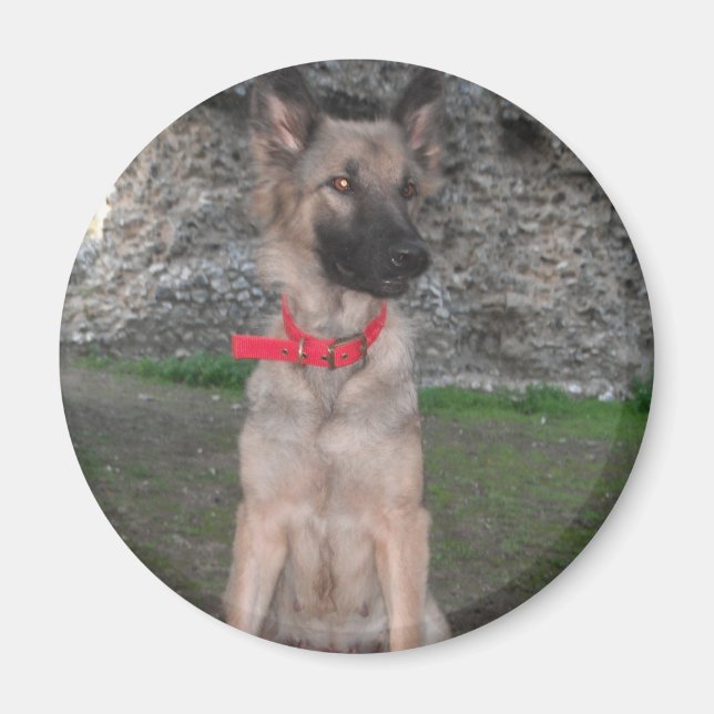 Imã Magnet com German shepherd (Frente)