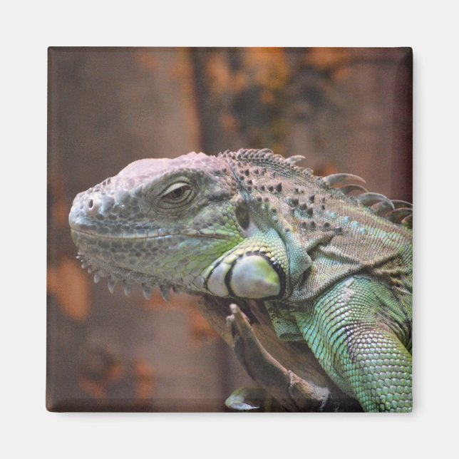 Imã Magnet com lagarto Iguana colorido (Frente)