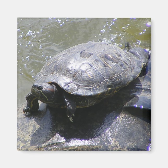 Imã Magnet com tartaruga (Frente)