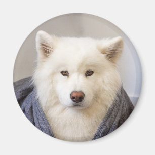 Imã Magnet CRB - Urso Louco