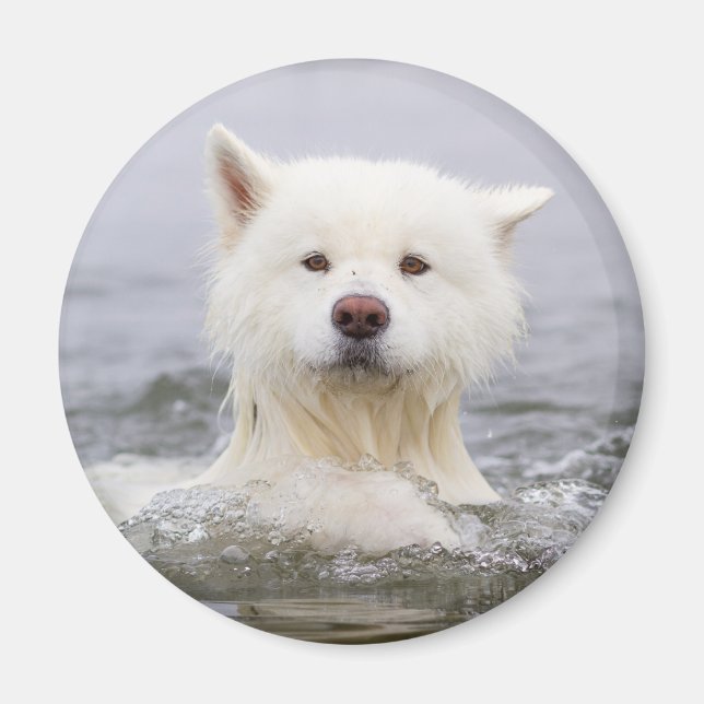 Imã Magnet CRB - Urso Polar (Frente)