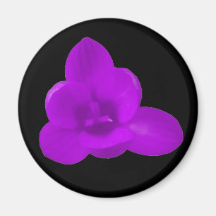 Imã Magnet Crocus Roxo