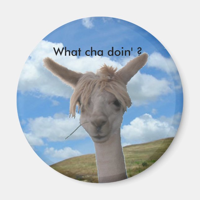 Imã Magnet - Curioso Alpaca (Frente)