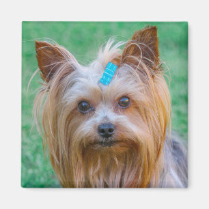 Imã Magnet - Cute Yorkshire Terrier Dog Head