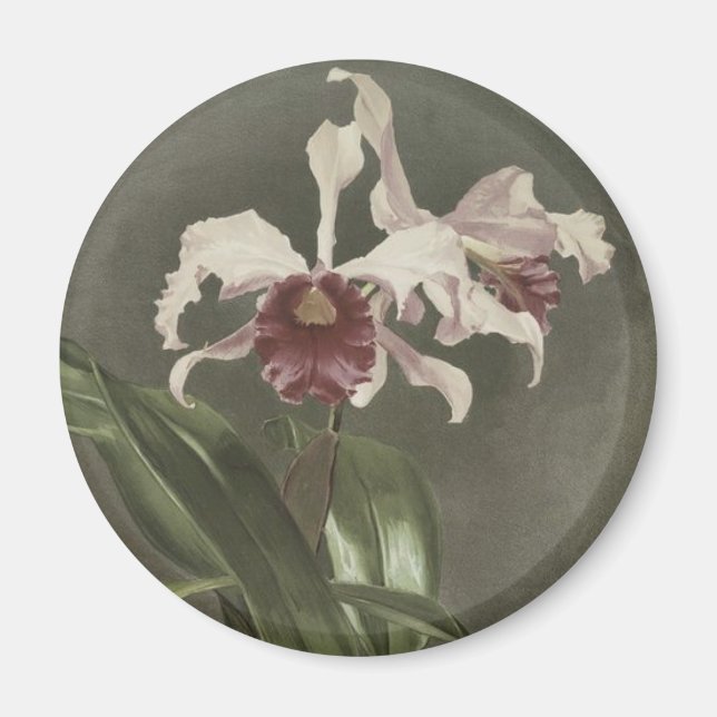 Imã Magnet Da Orquídea Cattleya Arnoldiana (Frente)