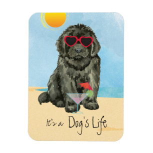 Ímã Magnet da Terra Nova de Verão