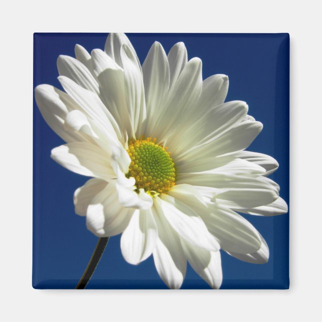 Imã Magnet Daisy ao quadrado (Frente)